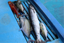 Fishing in the Maldives