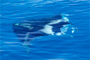 Snorkeling in the Maldives