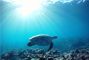 Snorkeling in the Maldives